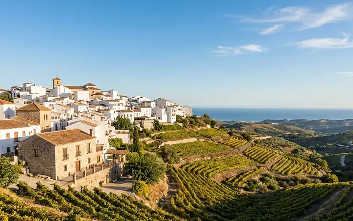 Viñedos en las lomas de la provincia de Málaga
