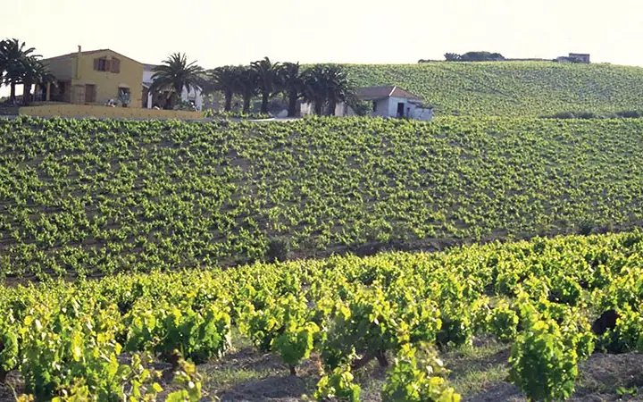 Ronda wineries & tapas